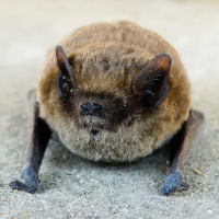 Pipistrelli attività REC